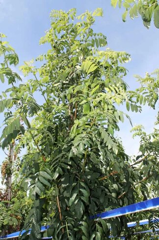 Speierling | Sorbus domestica