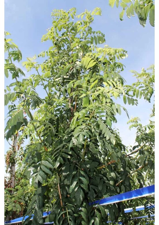 Speierling | Sorbus domestica