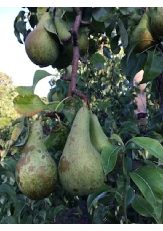 Birnenbaum 'Conference' | Pyrus communis 'Conference'