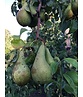 Birnenbaum 'Conference' | Pyrus communis 'Conference'