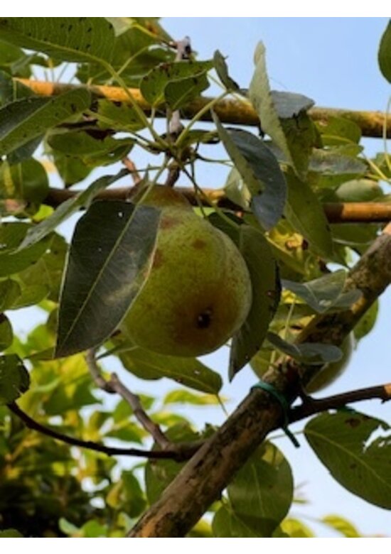 Birne Spalierbaum 'Conference' | Pyrus communis 'Conference' Birne Spalierbaum 'Conference' | Pyrus communis 'Conference'