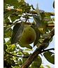 Spalierbirne 'Conference' | Pyrus communis 'Conference'