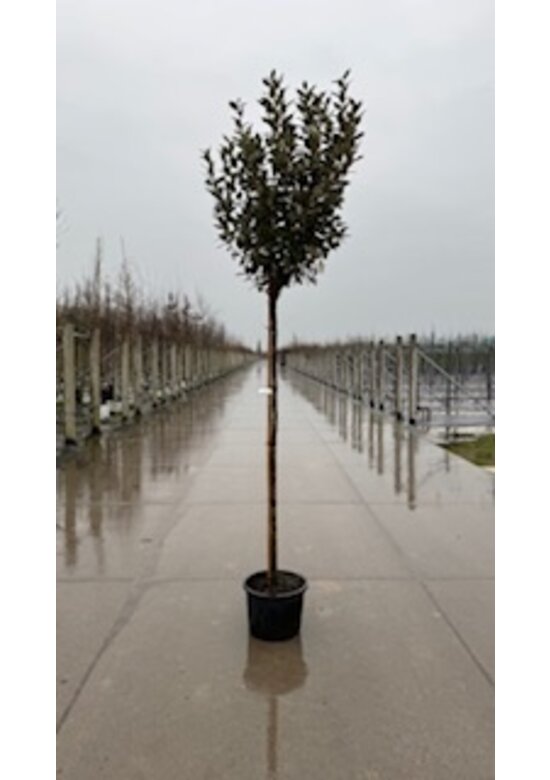 Ölweide Kugelbaum | Elaeagnus ebbingei 'Compacta'