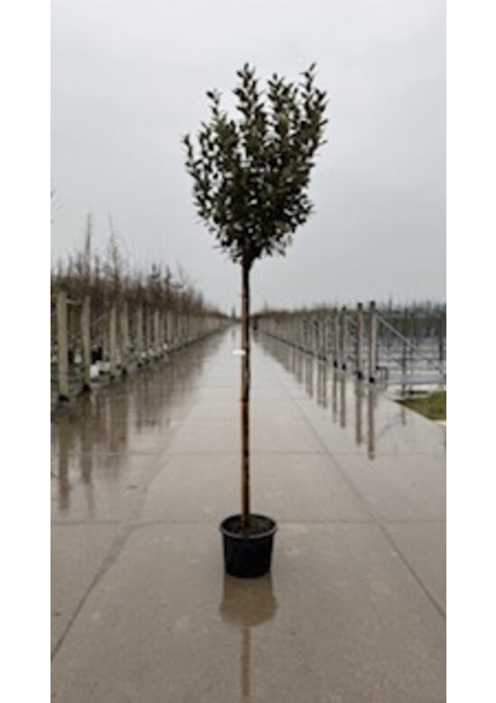 Ölweide Kugelbaum | Elaeagnus ebbingei 'Compacta'