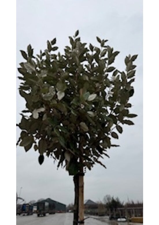 Ölweide Kugelbaum | Elaeagnus ebbingei 'Compacta'