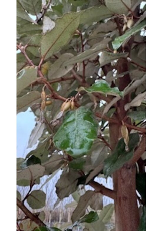 Ölweide Kugelbaum | Elaeagnus ebbingei 'Compacta'