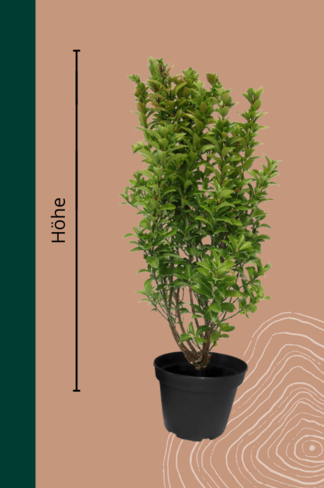 Pfaffenhütchen Hecke Wurzelnackt | Euonymus europaeus Pfaffenhütchen Hecke Wurzelnackt | Euonymus europaeus