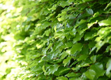 Buchenhecke Buchenhecke