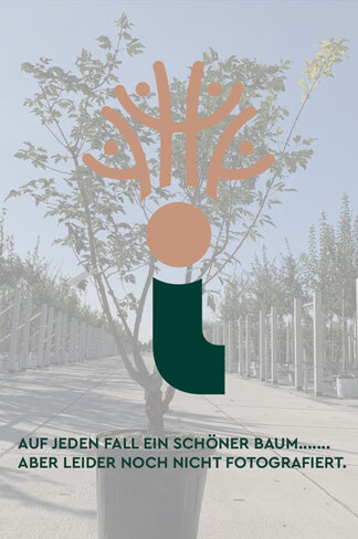 Kirschlorbeer Hecke | Prunus laurocerasus 'Etna'