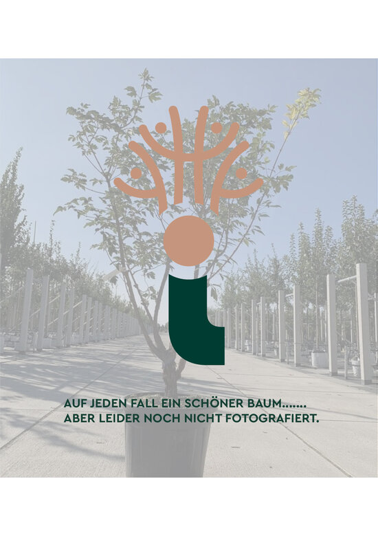 Kirschlorbeer Hecke | Prunus laurocerasus 'Etna'