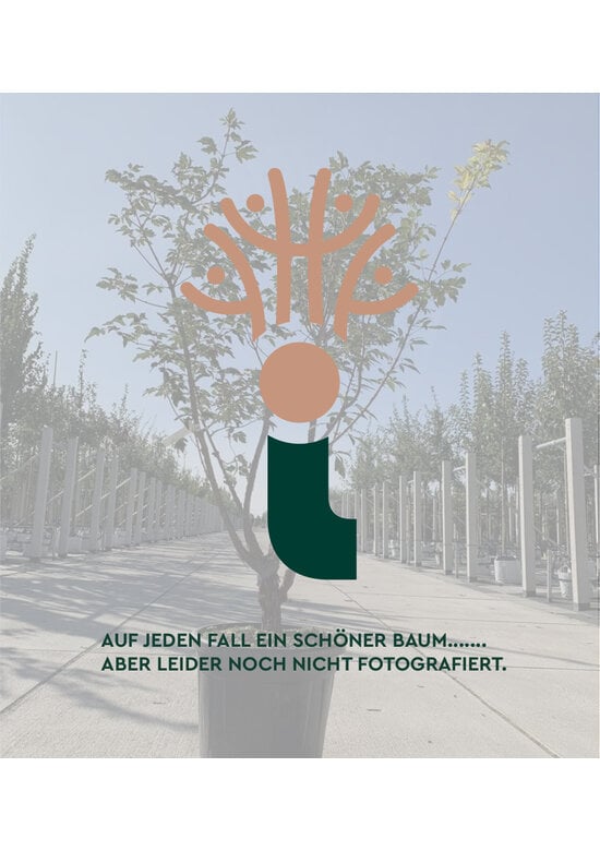 Kirschlorbeer Hecke | Prunus laurocerasus 'Genolia'