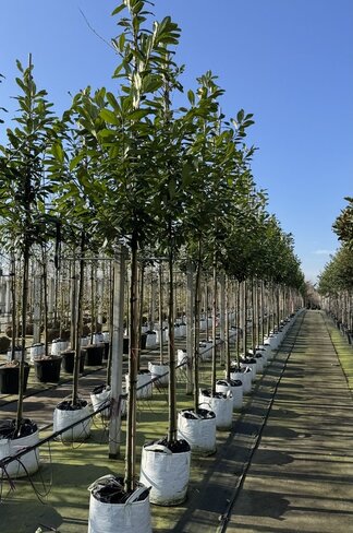 Kirschlorbeer 'Novita' Hochstamm | Prunus laurocerasus 'Novita'