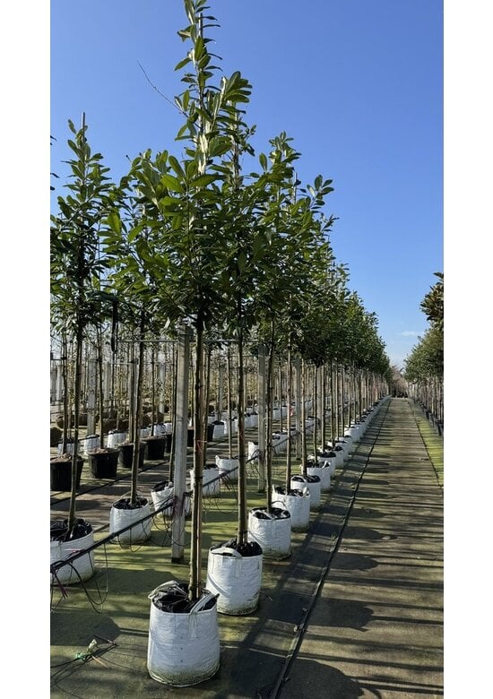 Kirschlorbeer Baum 'Novita' | Prunus laurocerasus 'Novita'