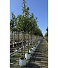Kirschlorbeer Baum 'Novita' | Prunus laurocerasus 'Novita'
