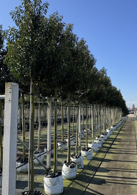 Portugiesische Lorbeerbaum Angustifolia | 3 J. Garantie - Venovi