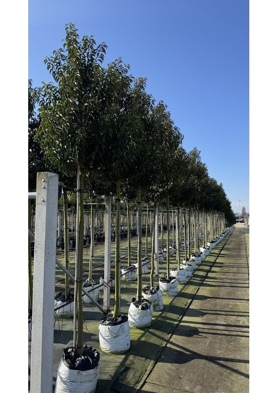 Portugiesische Lorbeerbaum | Prunus lusitanica 'Angustifolia'