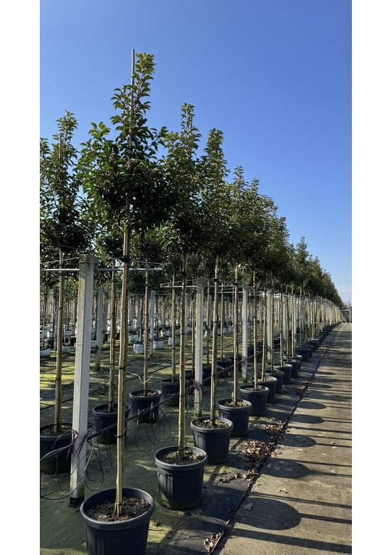 Portugiesische Lorbeerkirsche Baum 'Brenelia' | Prunus lusitanica 'Brenelia'