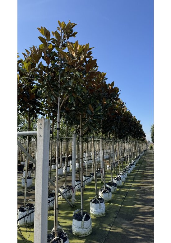 Magnolia grandiflora | Magnolia grandiflora