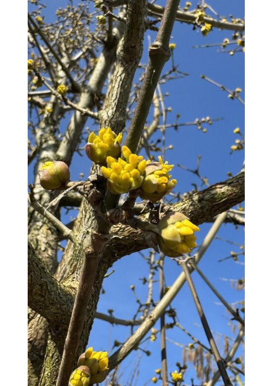 Kornelkirsche Mehrstämmig | Cornus mas Kornelkirsche Mehrstämmig | Cornus mas