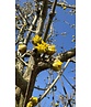 Kornelkirsche Mehrstämmig | Cornus mas Kornelkirsche Mehrstämmig | Cornus mas