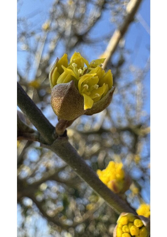Kornelkirsche Mehrstämmig | Cornus mas Kornelkirsche Mehrstämmig | Cornus mas