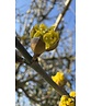 Kornelkirsche Mehrstämmig | Cornus mas Kornelkirsche Mehrstämmig | Cornus mas