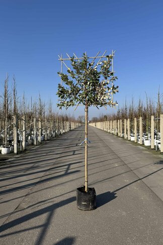 Ölweide Spalier | Elaeagnus ebbingei Ölweide Spalier | Elaeagnus ebbingei