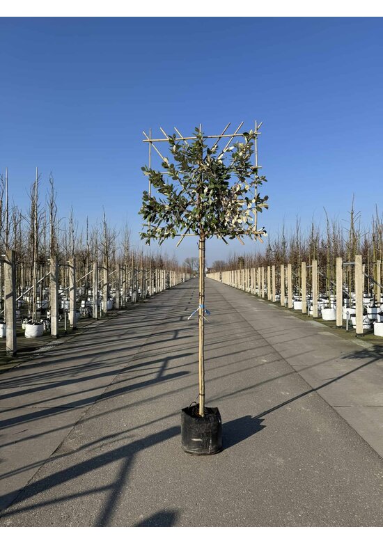 Ölweide Spalier | Elaeagnus ebbingei Ölweide Spalier | Elaeagnus ebbingei