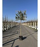 Ölweide Spalier | Elaeagnus ebbingei Ölweide Spalier | Elaeagnus ebbingei