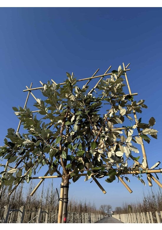 Ölweide Spalier | Elaeagnus ebbingei