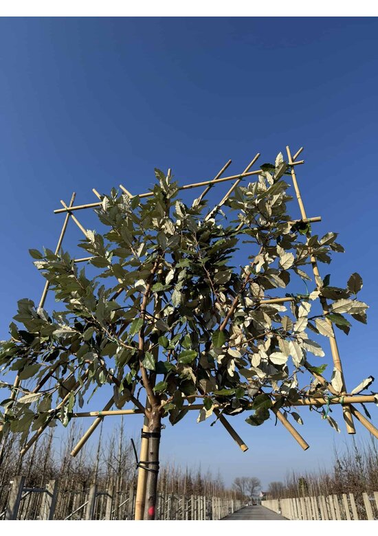 Ölweide Spalier | Elaeagnus ebbingei Ölweide Spalier | Elaeagnus ebbingei