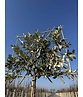 Ölweide Spalier | Elaeagnus ebbingei Ölweide Spalier | Elaeagnus ebbingei