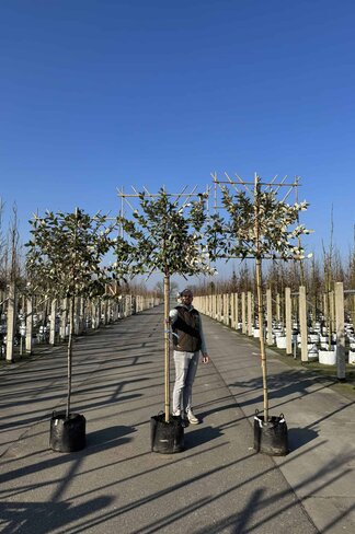Ölweide Spalier | Elaeagnus ebbingei