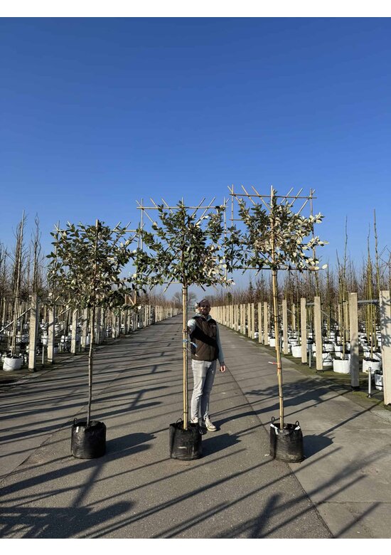 Ölweide Spalier | Elaeagnus ebbingei