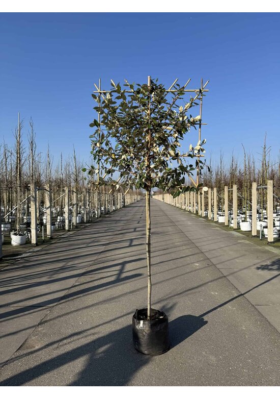 Ölweide Spalier | Elaeagnus ebbingei Ölweide Spalier | Elaeagnus ebbingei