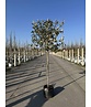 Ölweide Spalier | Elaeagnus ebbingei Ölweide Spalier | Elaeagnus ebbingei