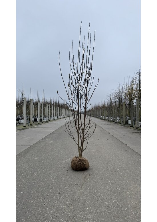 Tulpenmagnolie - Mehrstämmig | Magnolia soulangeana