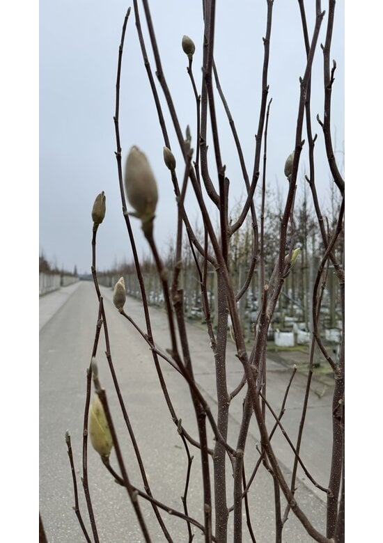 Tulpenmagnolie - Mehrstämmig | Magnolia soulangeana