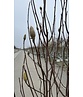 Tulpenmagnolie - Mehrstämmig | Magnolia soulangeana