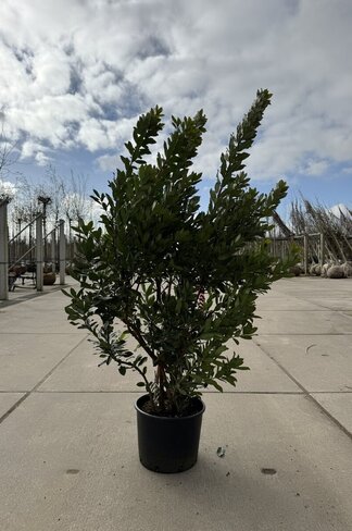 Erdbeerbaum Mehrstämmig | Arbutus unedo Erdbeerbaum Mehrstämmig | Arbutus unedo