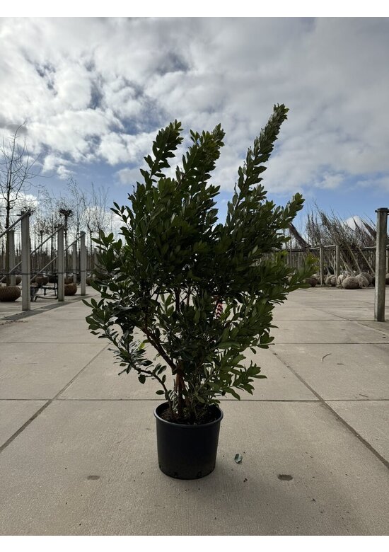 Erdbeerbaum Mehrstämmig | Arbutus unedo Erdbeerbaum Mehrstämmig | Arbutus unedo