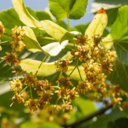 Sommerlinde