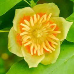 Amerikanischer Tulpenbaum
