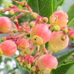 Erdbeerbaum
