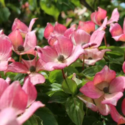 Blumen-Hartriegel 'Stellar Pink'