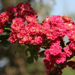 Echter Rotdorn 'Pauls Scarlet'