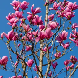 Großblumige Magnolie 'Galaxy'