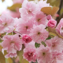 Japanische Nelkenkirsche 'Kanzan'