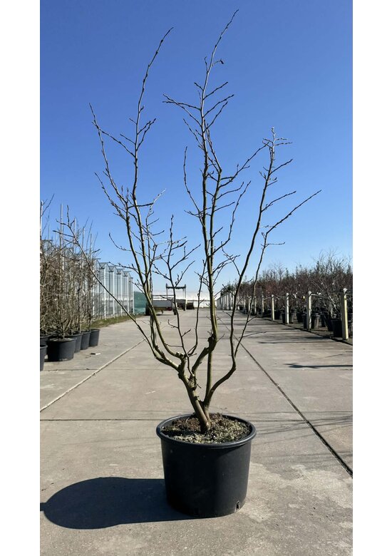 Eisenholzbaum 'Vanessa' mehrstämmig | Parrotia persica 'Vanessa'