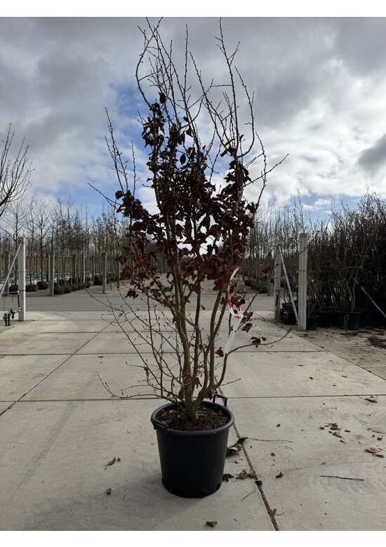 Eisenholzbaum 'Vanessa' - Mehrstämmig | Parrotia persica 'Vanessa'